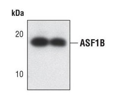Invitrogen ASF1B Monoclonal Antibody (K.860.0) 100 &mu;L; Unconjugated:Antibodies,