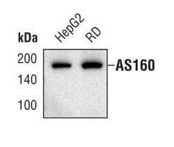 Invitrogen AS160 Monoclonal Antibody (G.853.7) 100 &mu;L; Unconjugated:Antibodies,