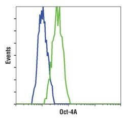 Invitrogen OCT4 Monoclonal Antibody (T.631.9) 100 &mu;L | Buy Online | Invitrogen&trade; | Fisher Scientific