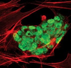 Invitrogen&trade;&nbsp;OCT4 Monoclonal Antibody (T.631.9)