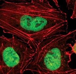 Invitrogen OCT4 Monoclonal Antibody (T.631.9) 100 &mu;L | Buy Online | Invitrogen&trade; | Fisher Scientific