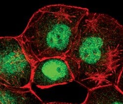 Invitrogen FOXO1 Monoclonal Antibody (S.502.4) 100 &mu;L; Unconjugated:Antibodies,