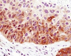 Invitrogen FOXO1 Monoclonal Antibody (S.502.4) 100 &mu;L; Unconjugated:Antibodies,
