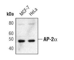 Invitrogen AP2 alpha Monoclonal Antibody (R.387.0) 100 &mu;L; Unconjugated:Antibodies,