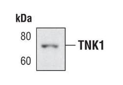Invitrogen TNK1 Monoclonal Antibody (E.359.10) 100 &mu;L; Unconjugated:Antibodies,