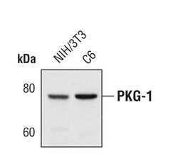 Invitrogen cGKI Monoclonal Antibody (T.344.1) 100 &mu;L; Unconjugated:Antibodies,