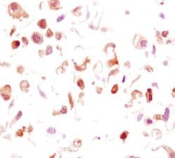Invitrogen Phospho-GSK3B (Ser9) Monoclonal Antibody (C.367.3) 100 &mu;L;