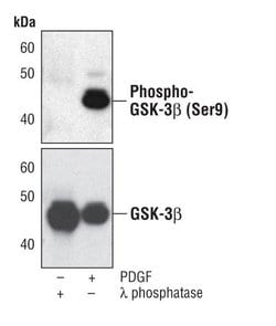 Invitrogen Phospho-GSK3B (Ser9) Monoclonal Antibody (C.367.3) 100 &mu;L;