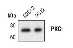 Invitrogen PKC lambda/iota Monoclonal Antibody (F.699.5) 100 &mu;L; Unconjugated:Antibodies,
