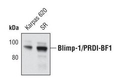 Invitrogen Blimp-1 Monoclonal Antibody (E.995.1) 100 &mu;L; Unconjugated:Antibodies,