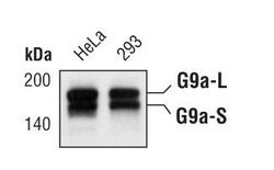 Invitrogen EHMT2 Monoclonal Antibody (B.133.9) 100 &mu;L; Unconjugated:Antibodies,
