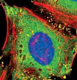 Invitrogen PKM2 Monoclonal Antibody (J.473.9) 100 &mu;L; Unconjugated:Antibodies,