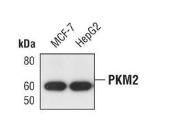 Invitrogen PKM2 Monoclonal Antibody (J.473.9) 100 &mu;L; Unconjugated:Antibodies,