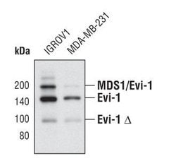 Invitrogen EVI1 Monoclonal Antibody (S.446.4) 100 &mu;L; Unconjugated:Antibodies,