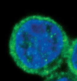Invitrogen SHIP1 Monoclonal Antibody (T.7.7) 100 &mu;L; Unconjugated:Antibodies,