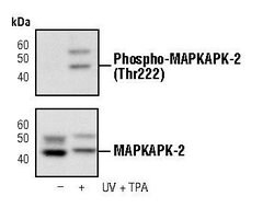 Phospho-MAPKAPK2 (Thr222) Monoclonal Antibody (T.798.4), Invitrogen 100