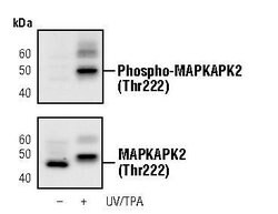 Phospho-MAPKAPK2 (Thr222) Monoclonal Antibody (T.798.4), Invitrogen 100