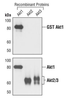 Invitrogen AKT1 Monoclonal Antibody (G.145.7) 100 &mu;L; Unconjugated:Antibodies,