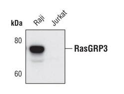 Invitrogen RASGRP3 Monoclonal Antibody (C.491.8) 100 &mu;L; Unconjugated:Antibodies,