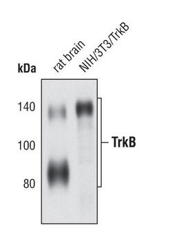 Invitrogen TrkB Monoclonal Antibody (J.977.7) 100 &mu;L; Unconjugated:Antibodies,