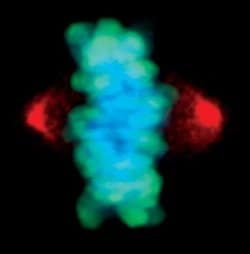 Invitrogen Phospho-Aurora A (Thr288) Monoclonal Antibody (F.131.2) 100