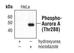 Invitrogen Phospho-Aurora A (Thr288) Monoclonal Antibody (F.131.2) 100