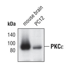Invitrogen PKC epsilon Monoclonal Antibody (H.51.9) 100 &mu;L; Unconjugated:Antibodies,