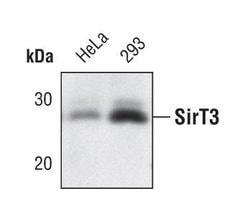 Invitrogen SIRT3 Monoclonal Antibody (K.830.1) 100 &mu;L; Unconjugated:Antibodies,