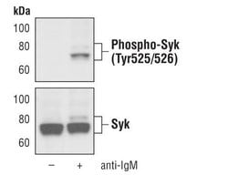 Invitrogen Phospho-Syk (Tyr525, Tyr526) Monoclonal Antibody (F.724.5) 100