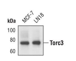 Invitrogen CRTC3 Monoclonal Antibody (R.185.4) 100 &mu;L; Unconjugated:Antibodies,