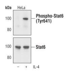 Invitrogen Phospho-STAT6 (Tyr641) Monoclonal Antibody (J.187.3) 100 &mu;L;