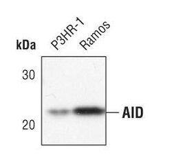 Invitrogen AID Monoclonal Antibody (K.15.2) 100 &mu;L; Unconjugated:Antibodies,