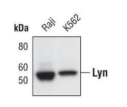 Invitrogen Lyn Monoclonal Antibody (R.677.10) 100 &mu;L | Buy Online | Invitrogen&trade; | Fisher Scientific