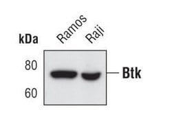 Invitrogen Btk Monoclonal Antibody (E.127.9) 100 &mu;L; Unconjugated:Antibodies,