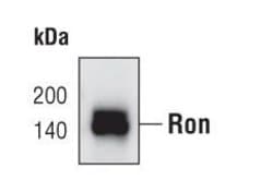 Invitrogen RON Monoclonal Antibody (K.811.10) 100 &mu;L; Unconjugated:Antibodies,