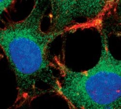 Invitrogen FOXO3A Monoclonal Antibody (K.115.9) 100 &mu;L; Unconjugated:Antibodies,