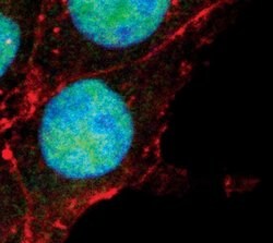 Invitrogen FOXO3A Monoclonal Antibody (K.115.9) 100 &mu;L; Unconjugated:Antibodies,