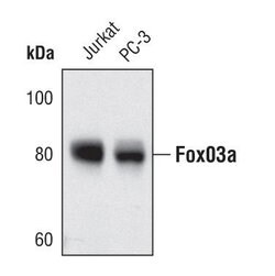 Invitrogen FOXO3A Monoclonal Antibody (K.115.9) 100 &mu;L; Unconjugated:Antibodies,