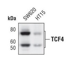 Invitrogen TCF7L2 Monoclonal Antibody (T.473.8) 100 &mu;L; Unconjugated:Antibodies,