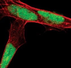 Invitrogen&trade;&nbsp;SUMO2/SUMO3 Monoclonal Antibody (J.778.2)