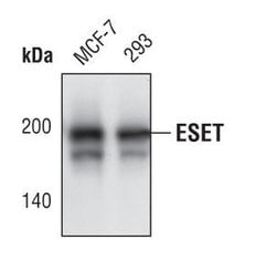 Invitrogen SETDB1 Monoclonal Antibody (K.137.7) 100 &mu;L; Unconjugated:Antibodies,