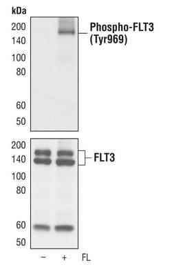 Invitrogen Phospho-FLT3 (Tyr969) Monoclonal Antibody (T.602.6) 100 &mu;L;