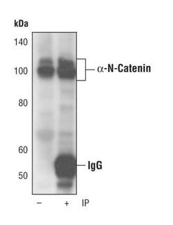 Invitrogen alpha N-Catenin Monoclonal Antibody (T.44.7) 100 &mu;L; Unconjugated:Antibodies,