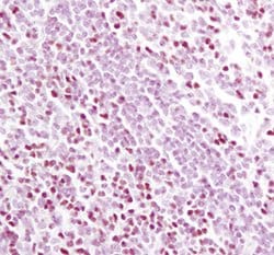 Invitrogen TCF7 Monoclonal Antibody (C.725.7) 100 &mu;L; Unconjugated:Antibodies,