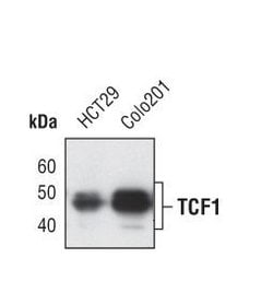 Invitrogen TCF7 Monoclonal Antibody (C.725.7) 100 &mu;L; Unconjugated:Antibodies,