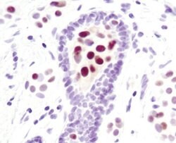 Invitrogen Phospho-STAT5 alpha (Tyr694) Monoclonal Antibody (S.161.3) 100