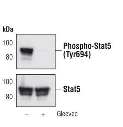 Invitrogen Phospho-STAT5 alpha (Tyr694) Monoclonal Antibody (S.161.3) 100