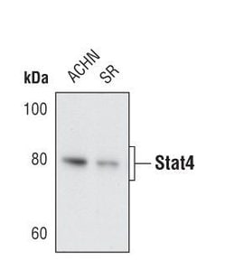 Invitrogen STAT4 Monoclonal Antibody (H.56.9) 100 &mu;L | Buy Online | Invitrogen&trade; | Fisher Scientific