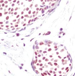 Invitrogen H3K4me2 Monoclonal Antibody (T.767.5) 100 &mu;L; Unconjugated:Antibodies,