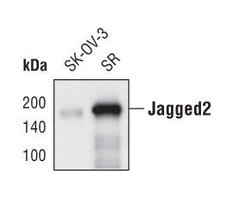 Invitrogen Jagged2 Monoclonal Antibody (T.584.4) 100 &mu;L; Unconjugated:Antibodies,